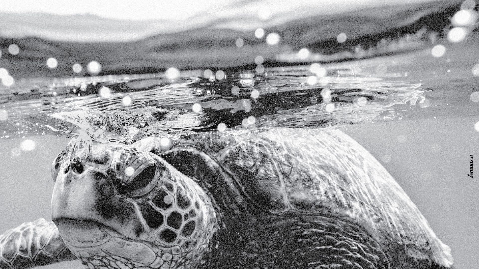 Stagione 2025-2026 Correggio